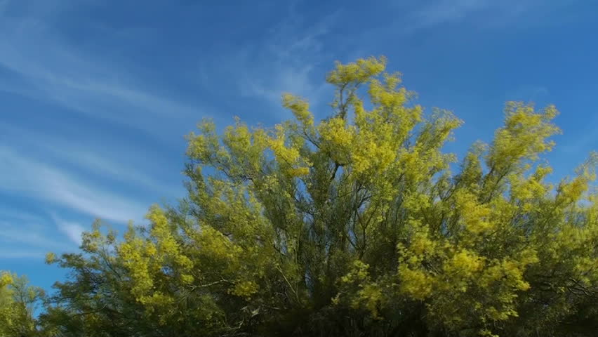 Header of paloverde