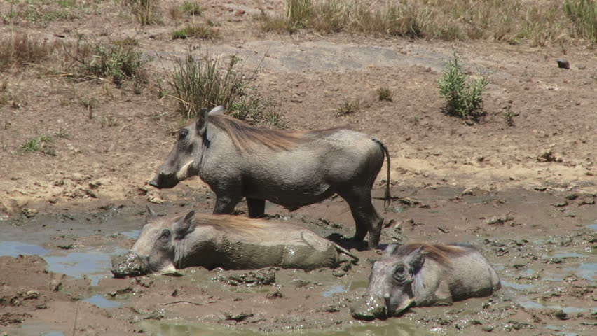 warthogs in the mud