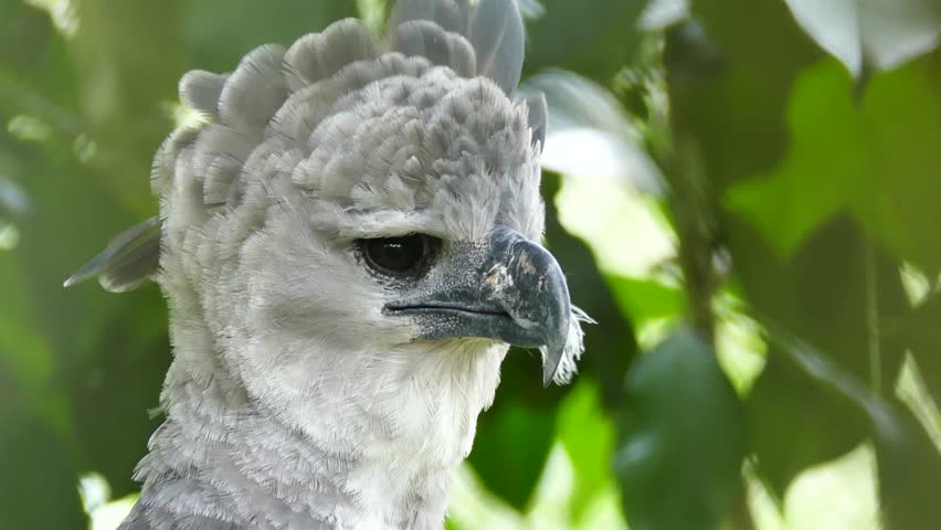Harpy Eagle Feathers