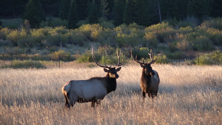 Elk in Mi