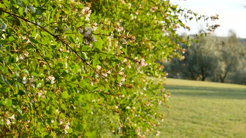 Header of Abelia X grandiflora
