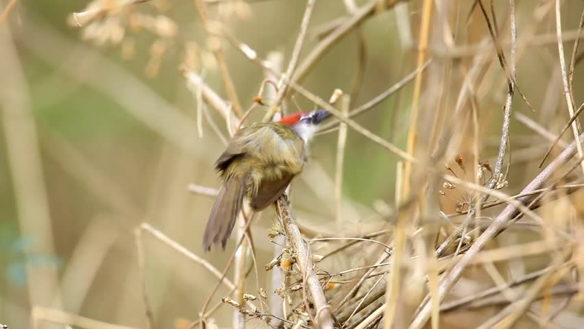 Header of babbler