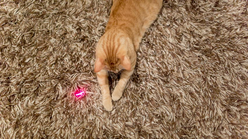 playing laser with cat