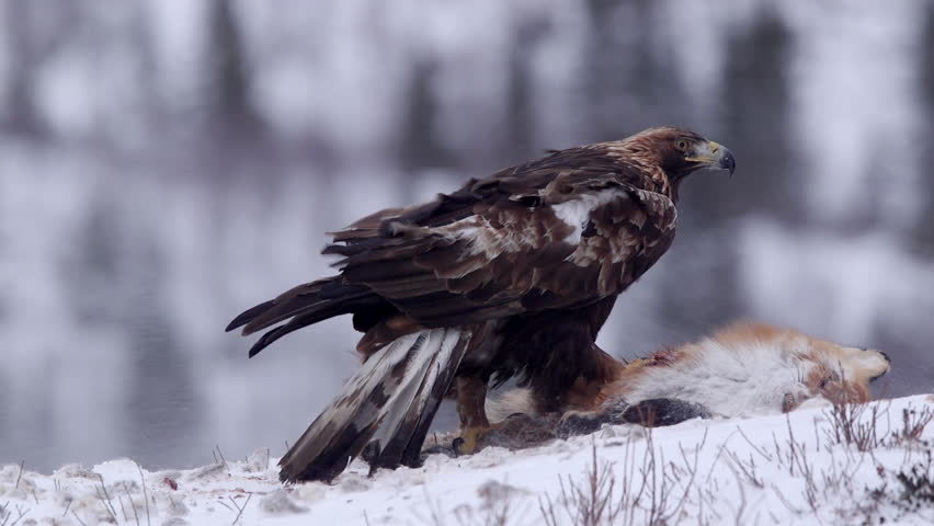 Golden Eagle Struggle In Strong Stock Footage Video 100 Royalty Free 8556193 Shutterstock