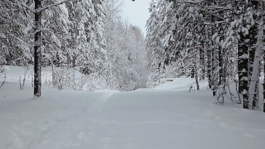 Stock video of snowy pathway in winter evergreen forest, | 8600983 ...