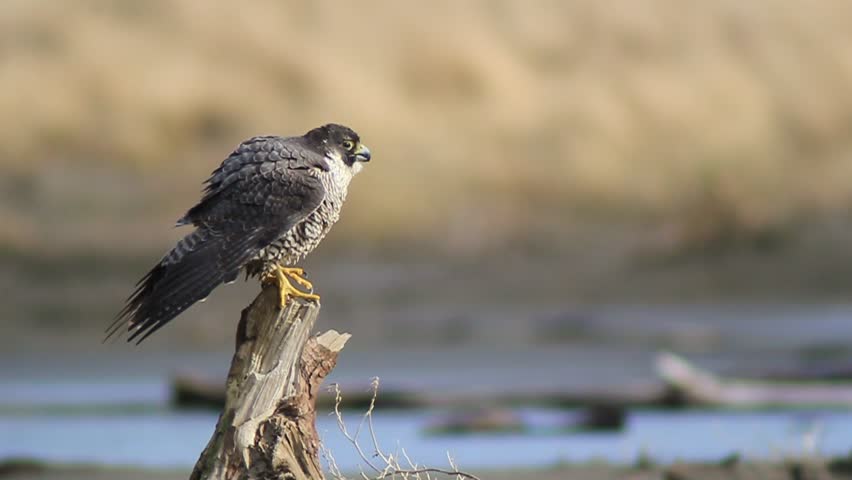 Header of falcon