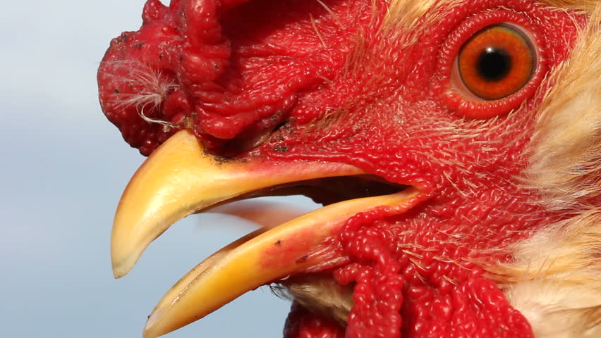 Cock Close Up Stock Footage Video 884530 Shutterstock