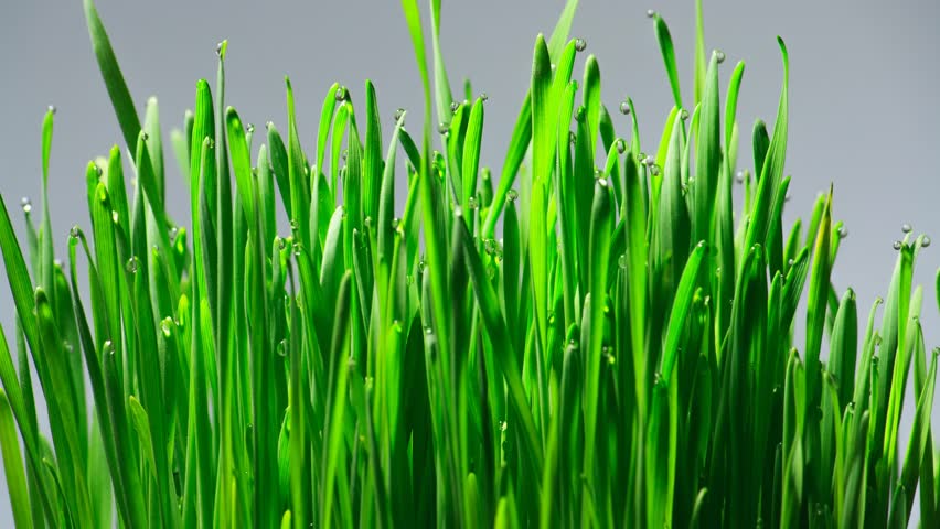 Header of guttation