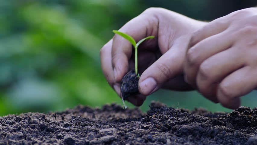 Agriculture,seeding,seedling,plantation,male Hand Planting in Slow