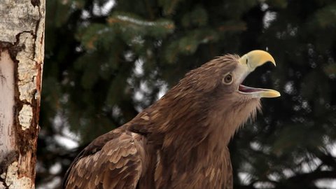 White Tailed Eagle Sound Stock Video Footage 4k And Hd