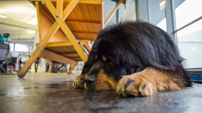 Tibetan Mastif Dog Resting At Stock Footage Video 100 Royalty