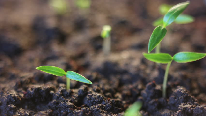 Tulip Flower Blooming, Growing And Rising Up Time Lapse Stock Footage ...