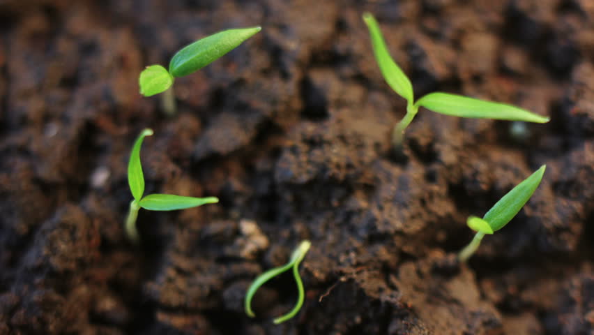 Plants Growing Time Lapse Stock Footage Video (100% Royalty-free ...