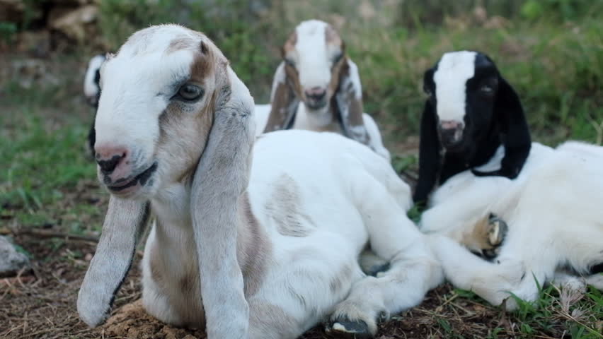Header of eared