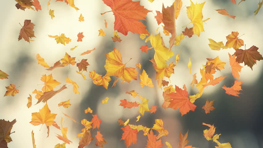 Orange Autumn Leaves Fall To The Ground. Soft And Subtle Background ...