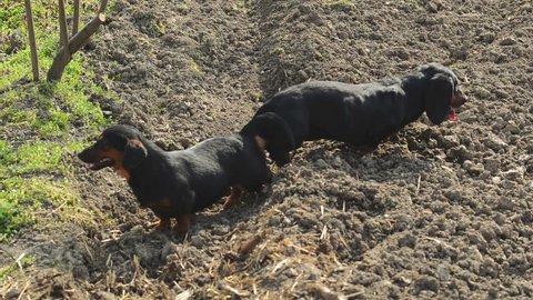 Pair Tied Dachshund Dog Mating Animal Stock Footage Video (100%  Royalty-free) 9354593 | Shutterstock
