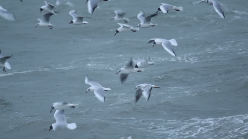 Image result for hd images of fishes flying over a sea