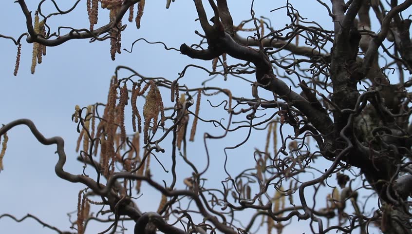 Hazel Tree Cork Bush Stock Footage Video 100 Royalty Hazel Tree Cork Bush Allergenic Plant Spring