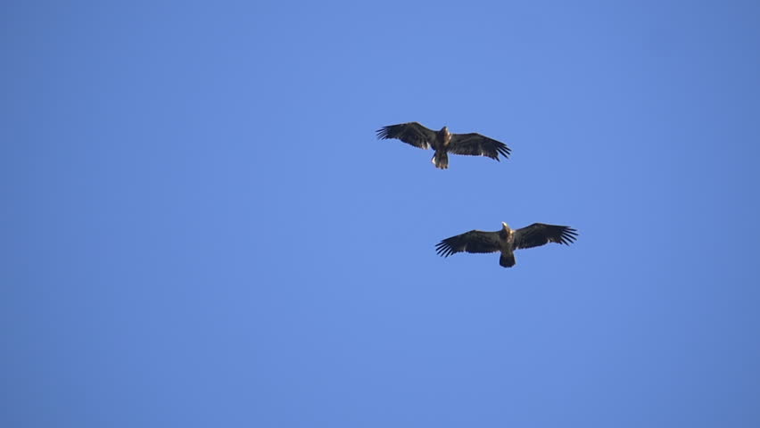 Bald Eagles Mating On Make A Gif Bald Eagles Mating