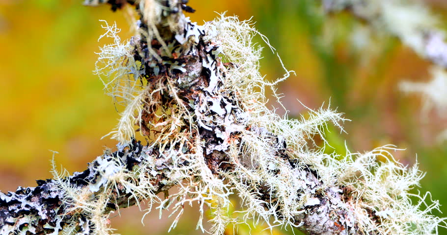 Header of usnea