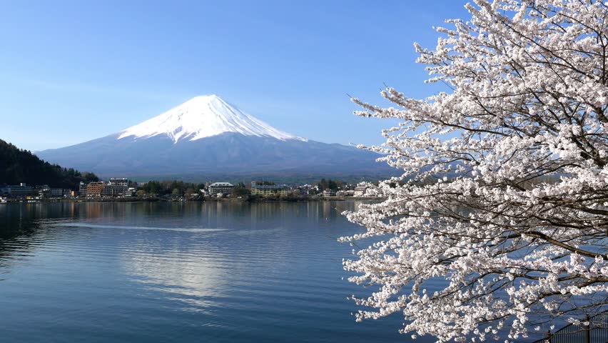 4k Footage - Cherry Blossoms Stock Footage Video (100% Royalty-free