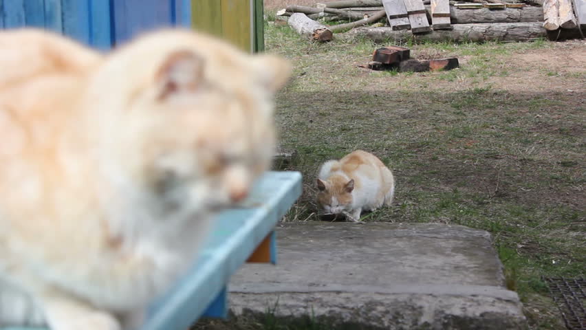 Header of furtively