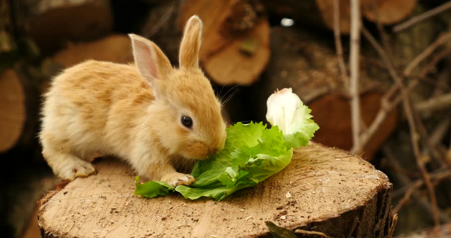 Rabbit Stock Footage Video | Shutterstock