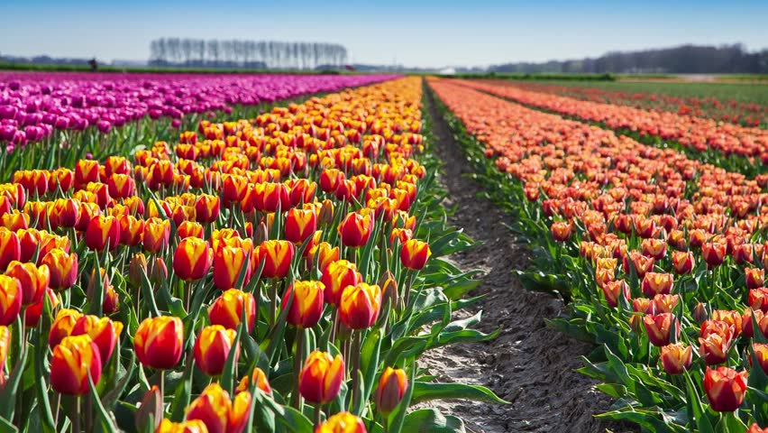 tulips bed farm hd tulips farm near the rutten town beautiful morning scenery in netherlands europe exported tulips bed farm hd tulips farm near the rutten town beautiful morning scenery in netherlands europe exported