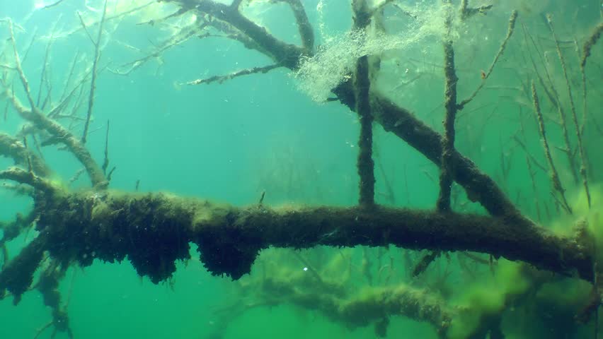 Underwater Landscape With Sunken Wood And Overgrown Rocks In Freshwater ...