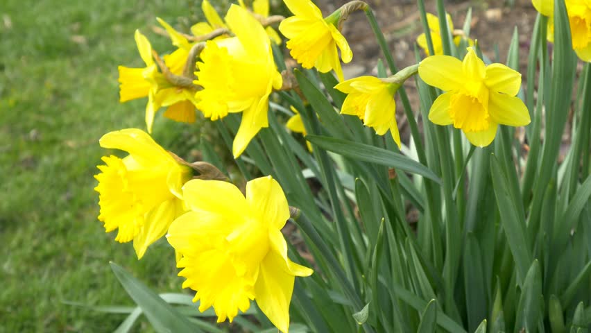 spring seasonal