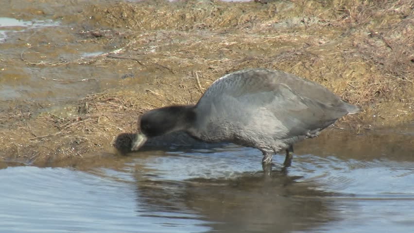 Header of American coot